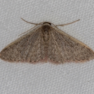 Idaea costaria at Melba, ACT - 31 Mar 2021 03:05 PM