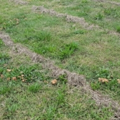 Marasmius oreades (Fairy-ring Champignon) at Conder, ACT - 24 Mar 2021 by MAX