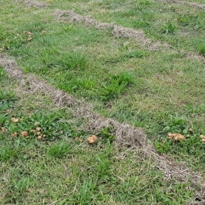 Marasmius oreades (Fairy-ring Champignon) at Conder, ACT - 24 Mar 2021 by MPW