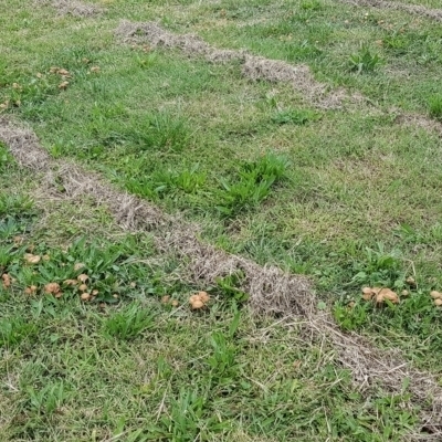 Marasmius oreades (Fairy-ring Champignon) at Conder, ACT - 24 Mar 2021 by MAX