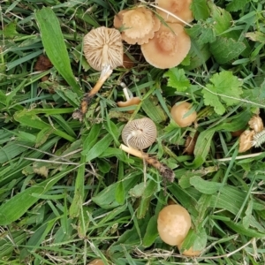 Marasmius oreades at Conder, ACT - 24 Mar 2021 01:48 PM