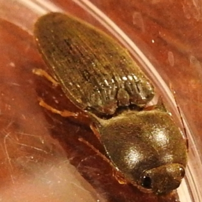 Monocrepidus sp. (genus) (Click beetle) at Lions Youth Haven - Westwood Farm - 14 Apr 2021 by HelenCross