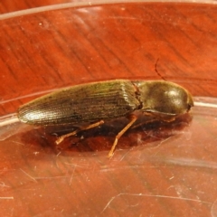 Monocrepidus sp. (genus) at Kambah, ACT - 14 Apr 2021