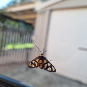 Amata (genus) at Kambah, ACT - 15 Apr 2021