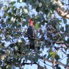 Callocephalon fimbriatum (Gang-gang Cockatoo) at WREN Reserves - 15 Apr 2021 by Kyliegw