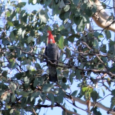 Callocephalon fimbriatum (Gang-gang Cockatoo) at Wodonga - 15 Apr 2021 by Kyliegw