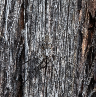 Tamopsis fickerti (Two-tailed spider) at Forde, ACT - 13 Apr 2021 by Roger