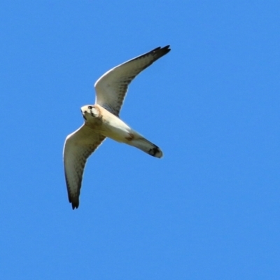 Falco cenchroides (Nankeen Kestrel) at Wodonga, VIC - 15 Apr 2021 by Kyliegw