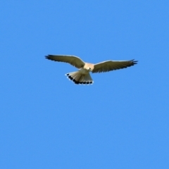 Falco cenchroides at Wodonga, VIC - 15 Apr 2021 04:07 PM