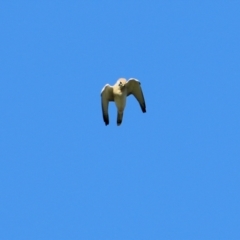 Falco cenchroides at Wodonga, VIC - 15 Apr 2021