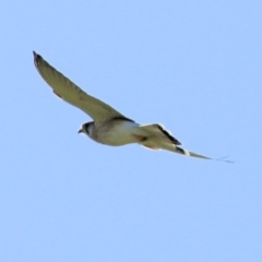 Falco cenchroides at Wodonga, VIC - 15 Apr 2021 04:07 PM