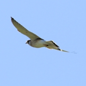 Falco cenchroides at Wodonga, VIC - 15 Apr 2021