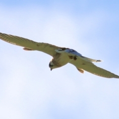 Falco cenchroides at Wodonga, VIC - 15 Apr 2021