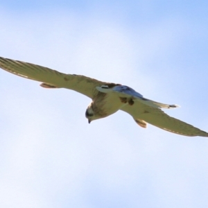 Falco cenchroides at Wodonga, VIC - 15 Apr 2021 04:07 PM