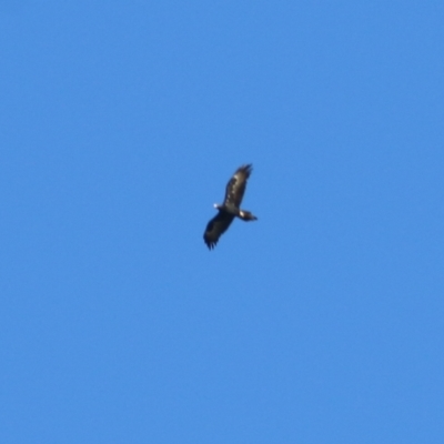 Aquila audax (Wedge-tailed Eagle) at WREN Reserves - 15 Apr 2021 by Kyliegw