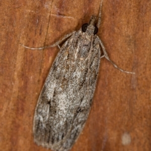 Tortricinae (subfamily) at Melba, ACT - 1 Apr 2021