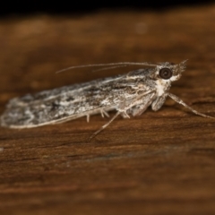 Tortricinae (subfamily) at Melba, ACT - 1 Apr 2021 11:58 AM