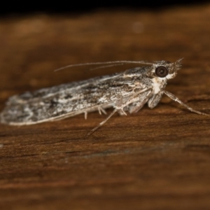 Tortricinae (subfamily) at Melba, ACT - 1 Apr 2021