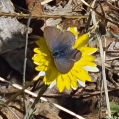 Zizina otis (Common Grass-Blue) at National Arboretum Woodland - 15 Apr 2021 by galah681