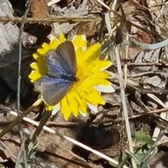 Zizina otis at Molonglo Valley, ACT - 15 Apr 2021 11:20 AM