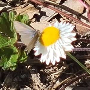 Zizina otis at Molonglo Valley, ACT - 15 Apr 2021