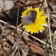 Zizina otis at Molonglo Valley, ACT - 15 Apr 2021