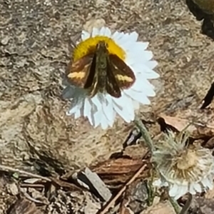 Taractrocera papyria at Molonglo Valley, ACT - 15 Apr 2021