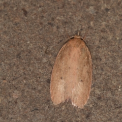 Garrha (genus) (A concealer moth) at Melba, ACT - 3 Apr 2021 by Bron