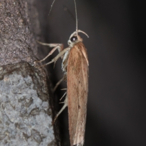 Garrha (genus) at Melba, ACT - 3 Apr 2021