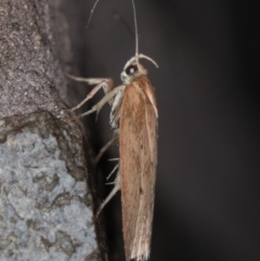 Garrha (genus) at Melba, ACT - 3 Apr 2021