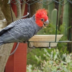 Callocephalon fimbriatum (Gang-gang Cockatoo) at Isaacs, ACT - 14 Oct 2017 by galah681