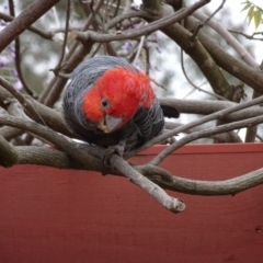 Callocephalon fimbriatum at Isaacs, ACT - suppressed