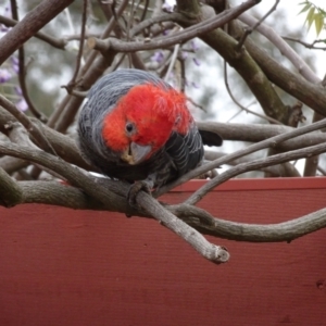 Callocephalon fimbriatum at Isaacs, ACT - suppressed