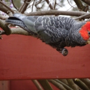 Callocephalon fimbriatum at Isaacs, ACT - suppressed