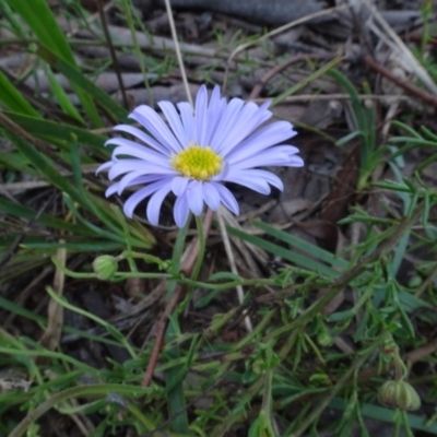 Brachyscome rigidula (Hairy Cut-leaf Daisy) at Sweeney's Travelling Stock Reserve - 7 Apr 2021 by AndyRussell