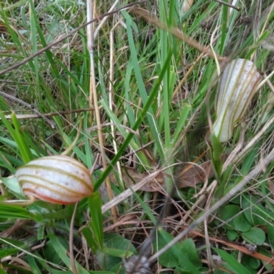 Diplodium truncatum (Little Dumpies, Brittle Greenhood) at Sweeney's TSR - 7 Apr 2021 by AndyRussell