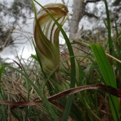 Diplodium truncatum at Bungendore, NSW - 7 Apr 2021