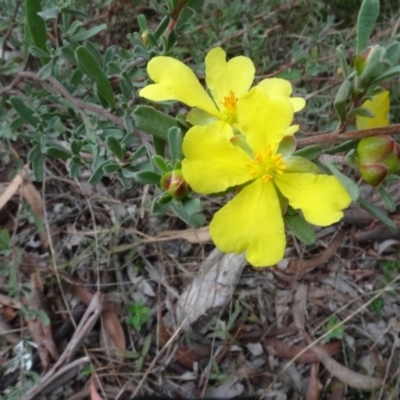 Hibbertia obtusifolia (Grey Guinea-flower) at Sweeney's Travelling Stock Reserve - 7 Apr 2021 by AndyRussell