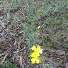Hibbertia obtusifolia at Bungendore, NSW - 7 Apr 2021