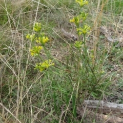 Pimelea curviflora (Curved Rice-flower) at Sweeney's TSR - 7 Apr 2021 by AndyRussell