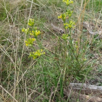 Pimelea curviflora (Curved Rice-flower) at QPRC LGA - 7 Apr 2021 by AndyRussell