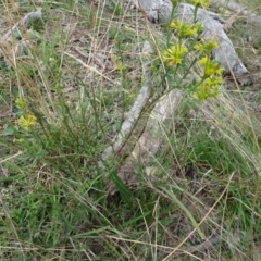 Pimelea curviflora at Bungendore, NSW - 7 Apr 2021