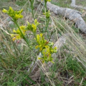 Pimelea curviflora at Bungendore, NSW - 7 Apr 2021