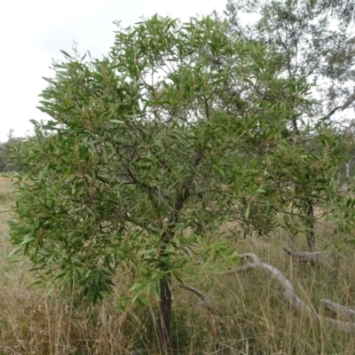 Acacia melanoxylon (Blackwood) at Sweeney's Travelling Stock Reserve - 7 Apr 2021 by AndyRussell