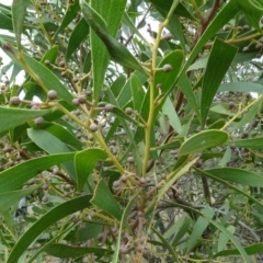 Acacia melanoxylon at Bungendore, NSW - 7 Apr 2021