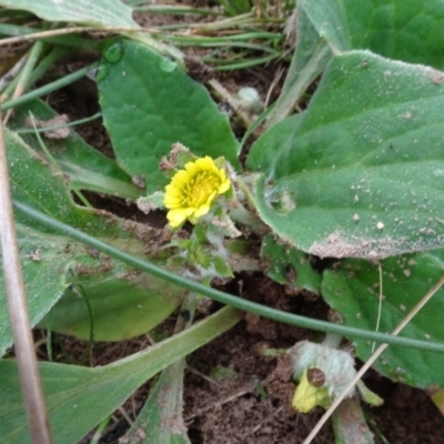 Cymbonotus sp. (preissianus or lawsonianus) (Bears Ears) at Sweeney's TSR - 7 Apr 2021 by AndyRussell