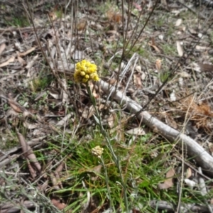 Pseudognaphalium luteoalbum at Bungendore, NSW - 7 Apr 2021 12:22 PM