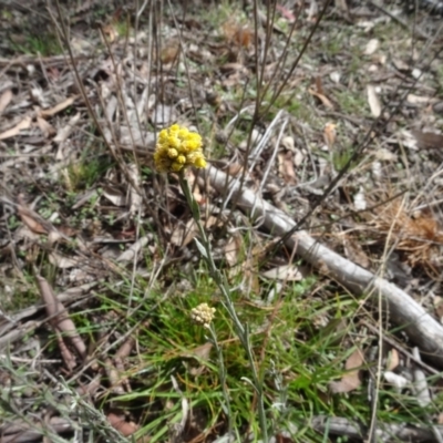 Pseudognaphalium luteoalbum (Jersey Cudweed) at Bungendore, NSW - 7 Apr 2021 by AndyRussell