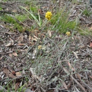 Pseudognaphalium luteoalbum at Bungendore, NSW - 7 Apr 2021 12:22 PM