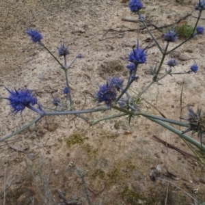 Eryngium ovinum at Bungendore, NSW - 7 Apr 2021